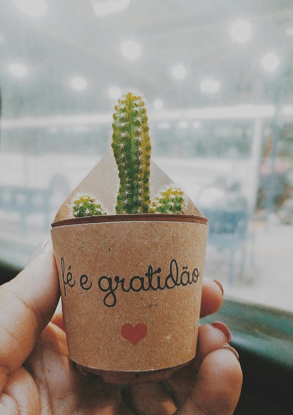 Des idées de cadeaux personnalisés : cactus et plantes uniques